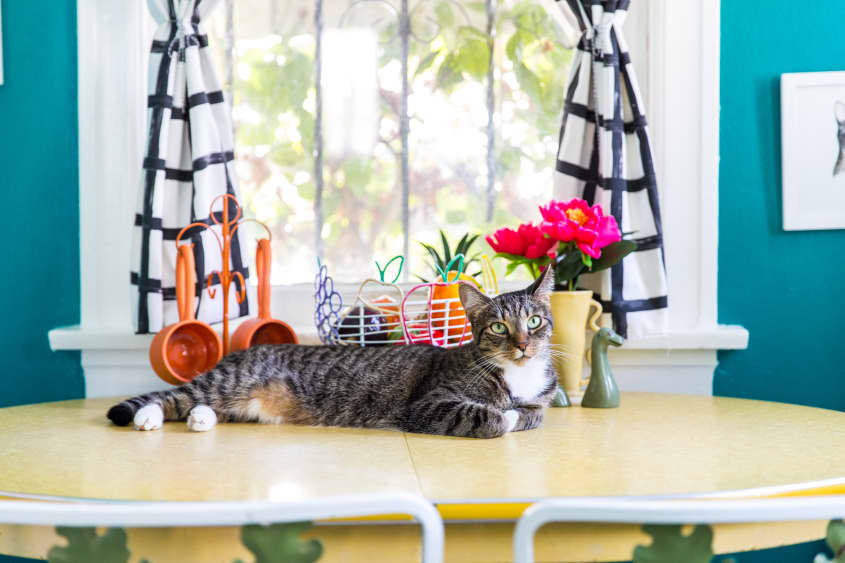 Keep cat shop off tables countertops